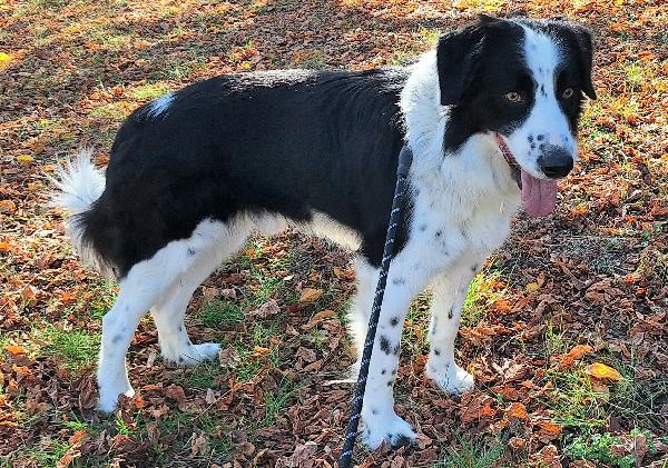 Coopy 3 anni Taglia grande Foto 6