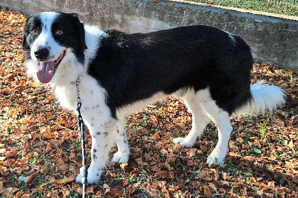 Coopy 3 anni Taglia grande Foto 7