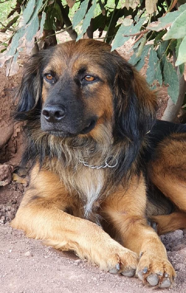 Cesare 5Anni Splendido Pelo Lungo Roma