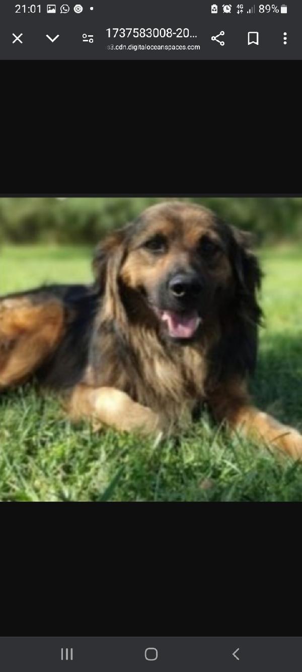 Cesare 5anni splendido pelo lungo ROMA Foto 2