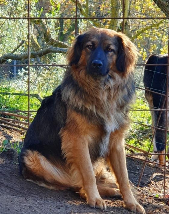 Cesare 5anni splendido pelo lungo ROMA Foto 3