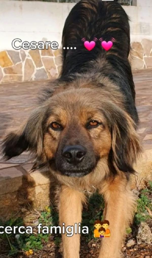 Cesare 5anni splendido pelo lungo ROMA Foto 4