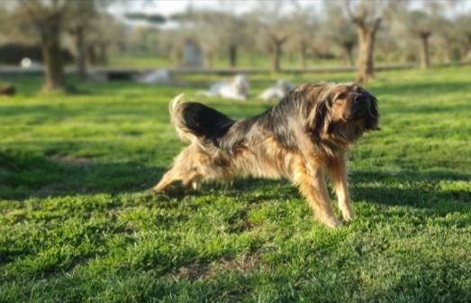 Cesare 5anni splendido pelo lungo ROMA Foto 5