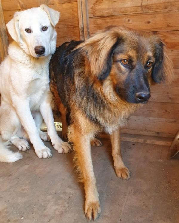 Cesare 5anni splendido pelo lungo ROMA Foto 6