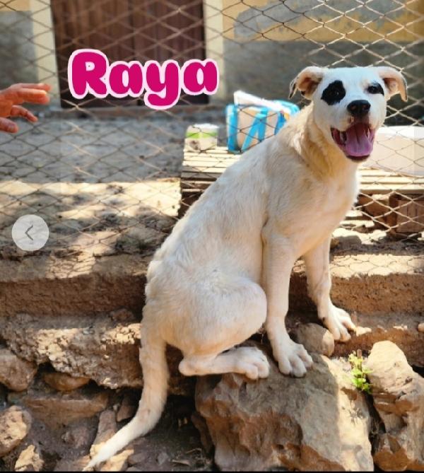 8mesi mix molossini INVISIBILI!! COSENZA SOS Foto 3