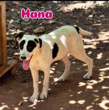 8mesi mix molossini INVISIBILI!! COSENZA SOS Foto 5