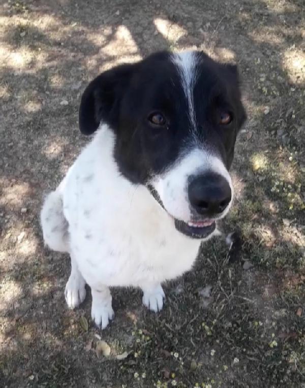 Mask giovane aspetta in canile da 3anni PUGLIA  Foto 4