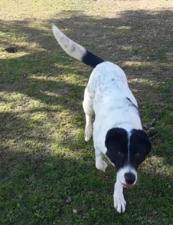 Mask giovane aspetta in canile da 3anni PUGLIA  Foto 5