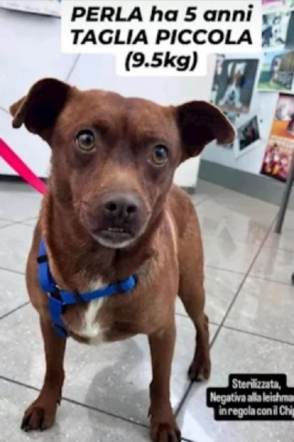 Perla 6Anni 9Kg Marrone Sos Casa Sicilia 