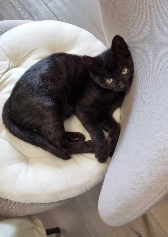 MINOU: MICINA DI 3 MESI E MEZZO CERCA FAMIGLIA Foto 3