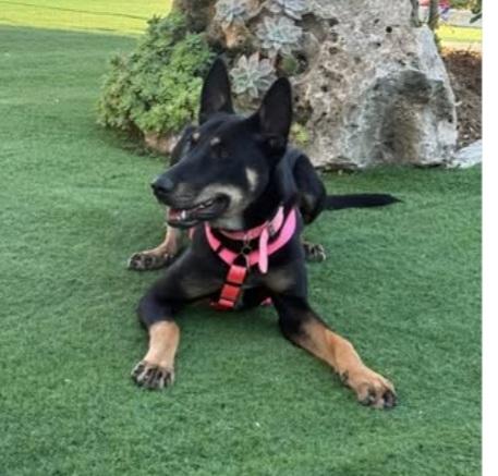 Pastorina magnifica 10mesi RINUNCIA DO PROPRIETÀ  Foto 2