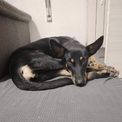 Pastorina magnifica 10mesi RINUNCIA DO PROPRIETÀ  Foto 3