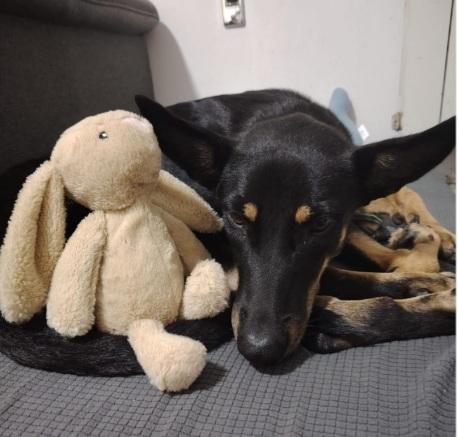 Pastorina magnifica 10mesi RINUNCIA DO PROPRIETÀ  Foto 4