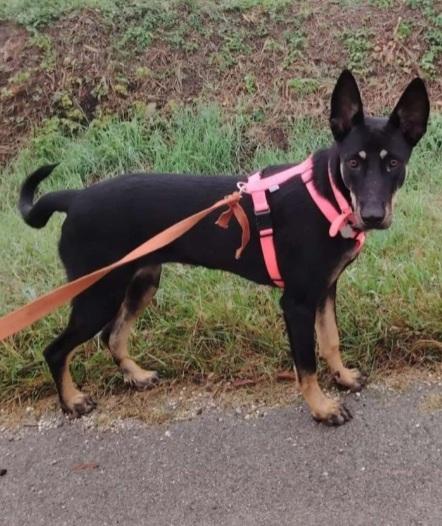 Pastorina magnifica 10mesi RINUNCIA DO PROPRIETÀ  Foto 5