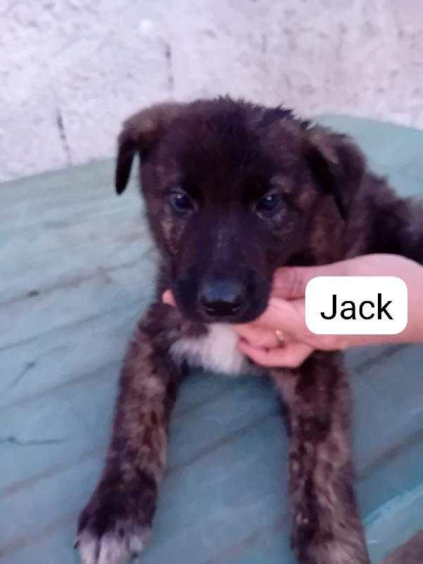 Jack cucciolo  Foto 2