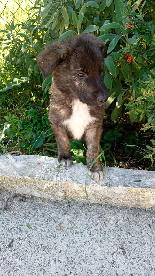 Jack cucciolo  Foto 3