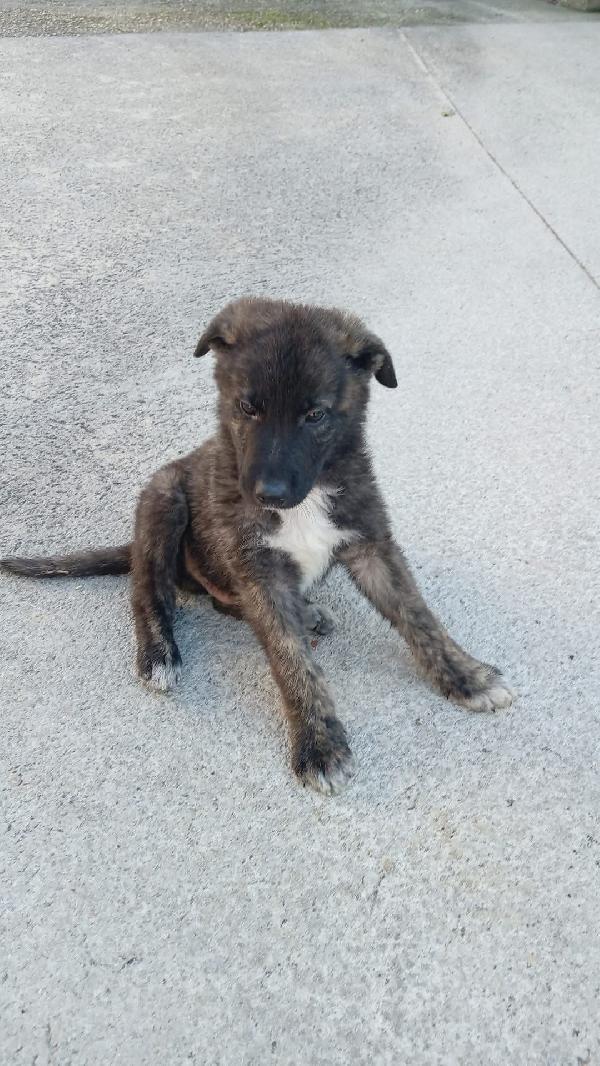 Jack cucciolo  Foto 4