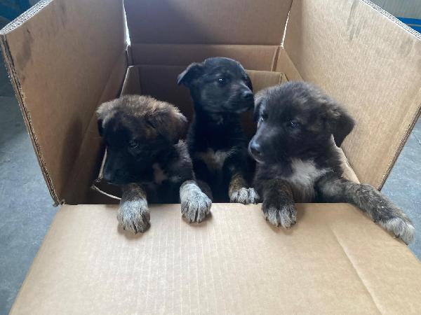 Donna cucciola  Foto 2