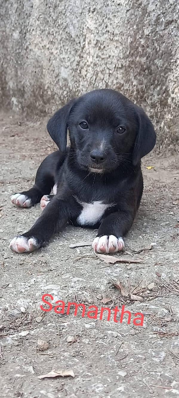 Cuccioli Cercano Famiglia 