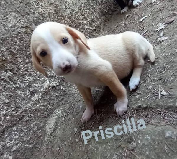 Cuccioli cercano famiglia  Foto 2