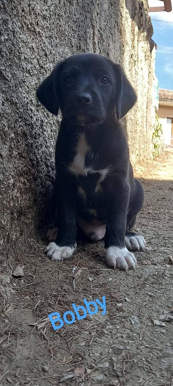 Cuccioli cercano famiglia  Foto 3