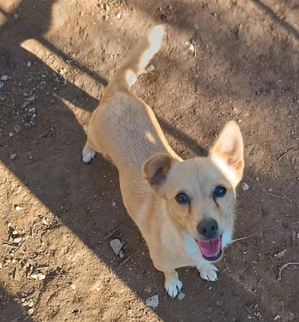 Stellina Taglia Piccola 6 Kg 