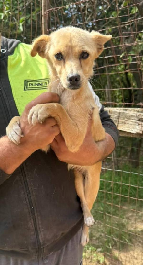 Stellina taglia piccola 6 kg  Foto 3