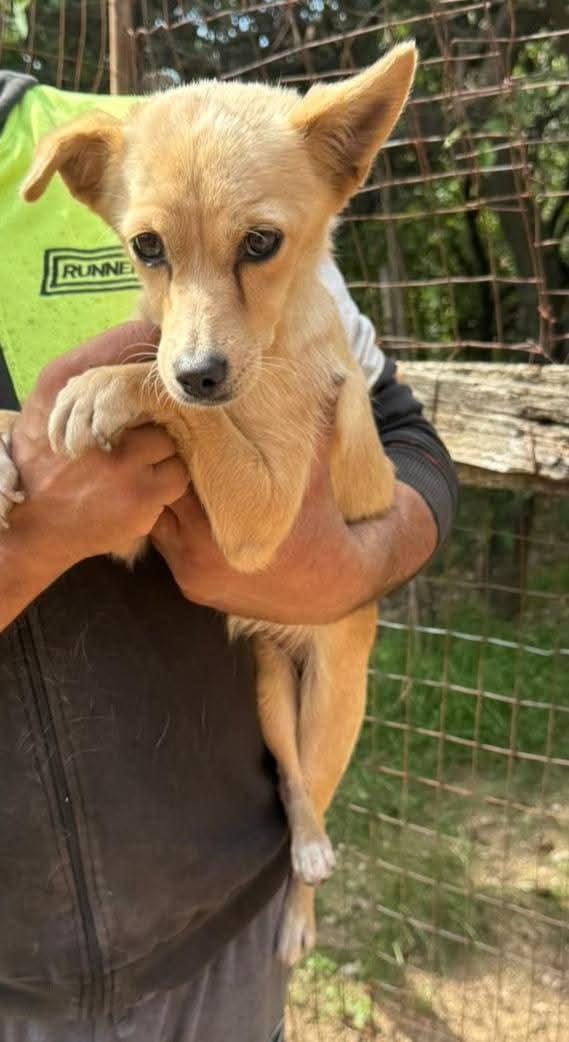 Stellina taglia piccola 6 kg  Foto 2