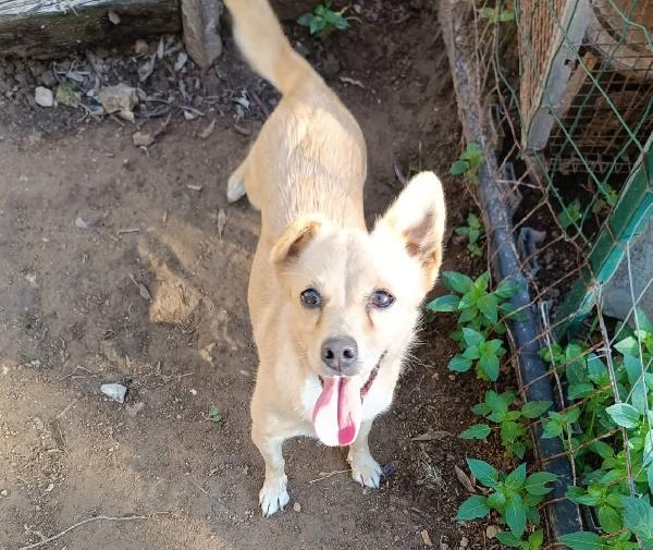 Stellina taglia piccola 6 kg  Foto 4