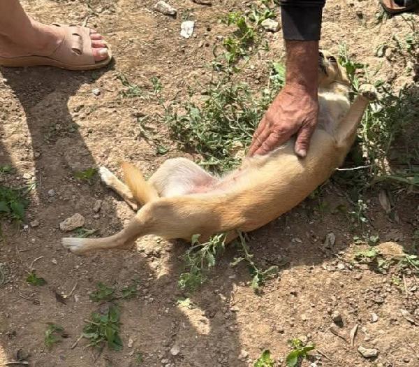 Stellina taglia piccola 6 kg  Foto 5