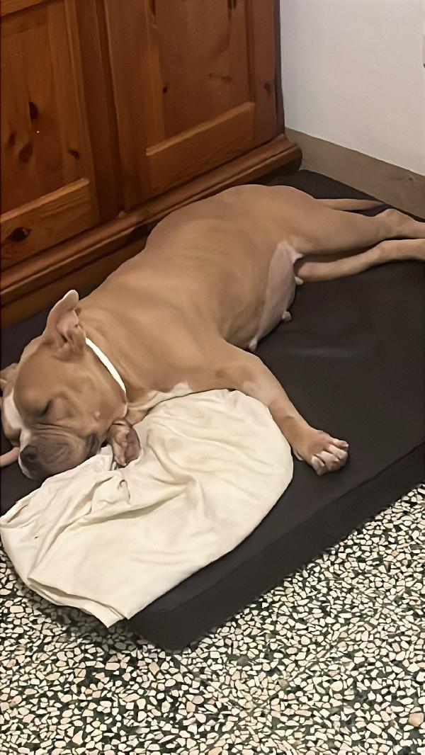 Yuma American bully  Foto 2