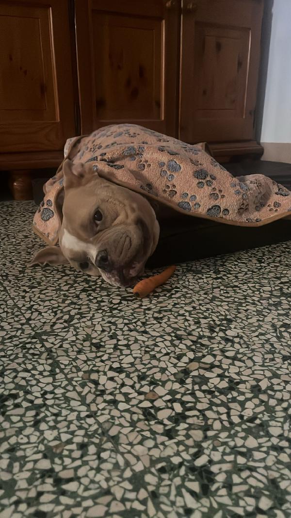 Yuma American bully  Foto 3