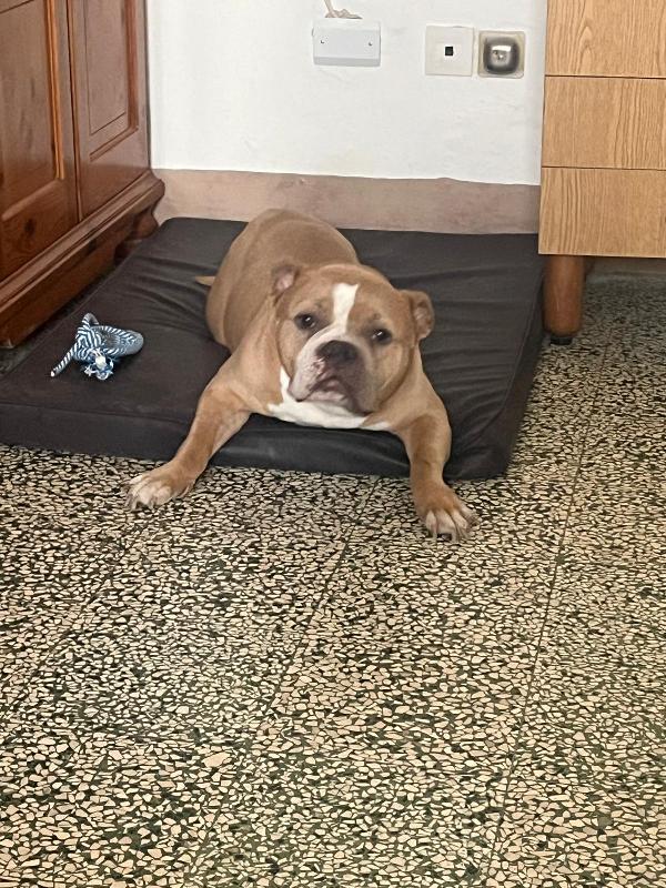 Yuma American bully  Foto 4