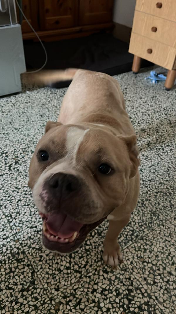 Yuma American bully  Foto 5