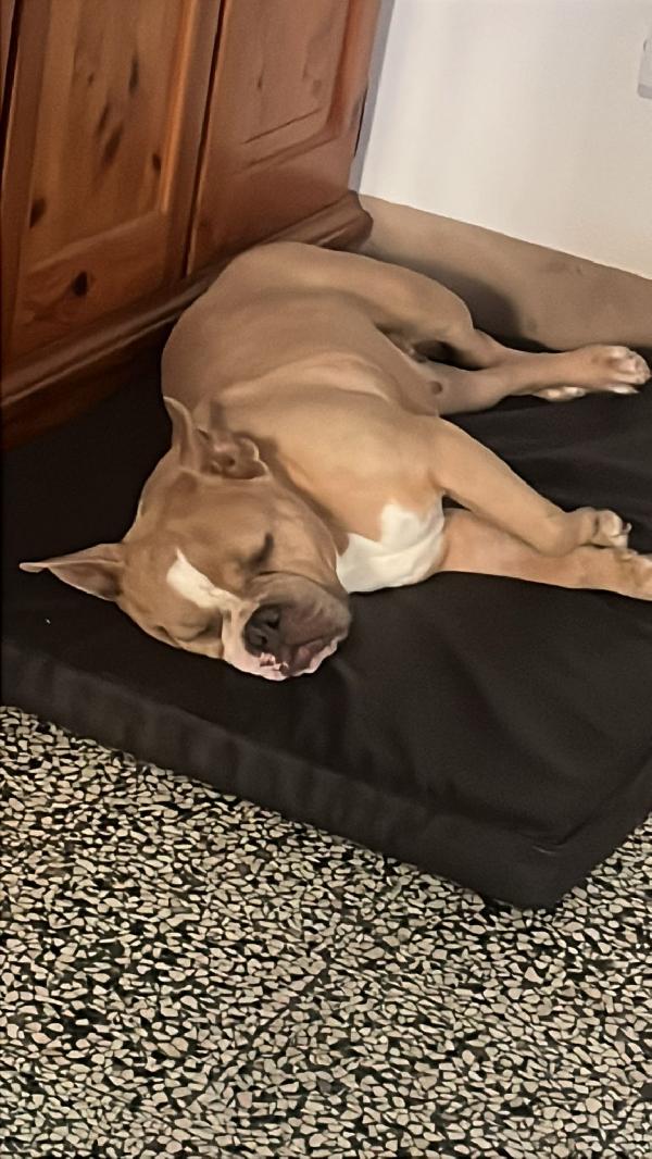 Yuma American bully  Foto 6