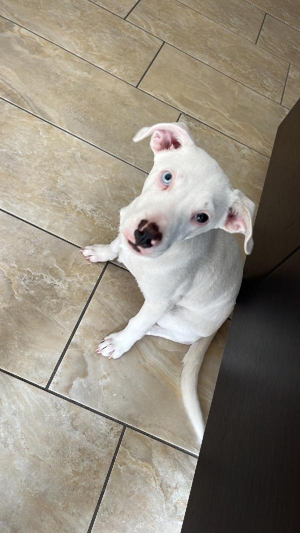 Lucky  Cucciolo Simil Pitbull! 