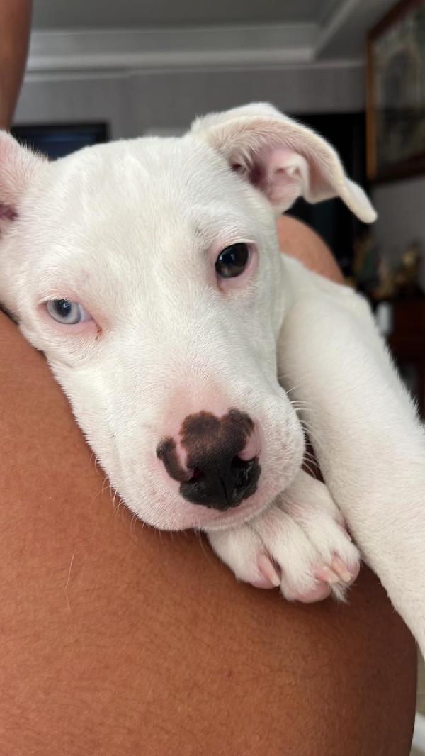 Lucky  cucciolo simil pitbull!  Foto 2