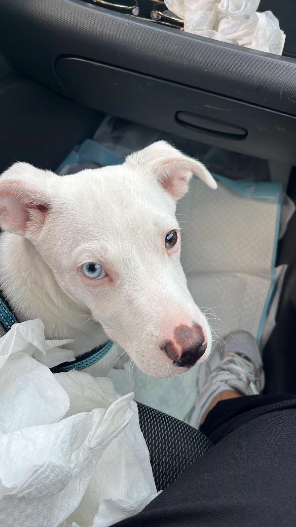 Lucky  cucciolo simil pitbull!  Foto 3