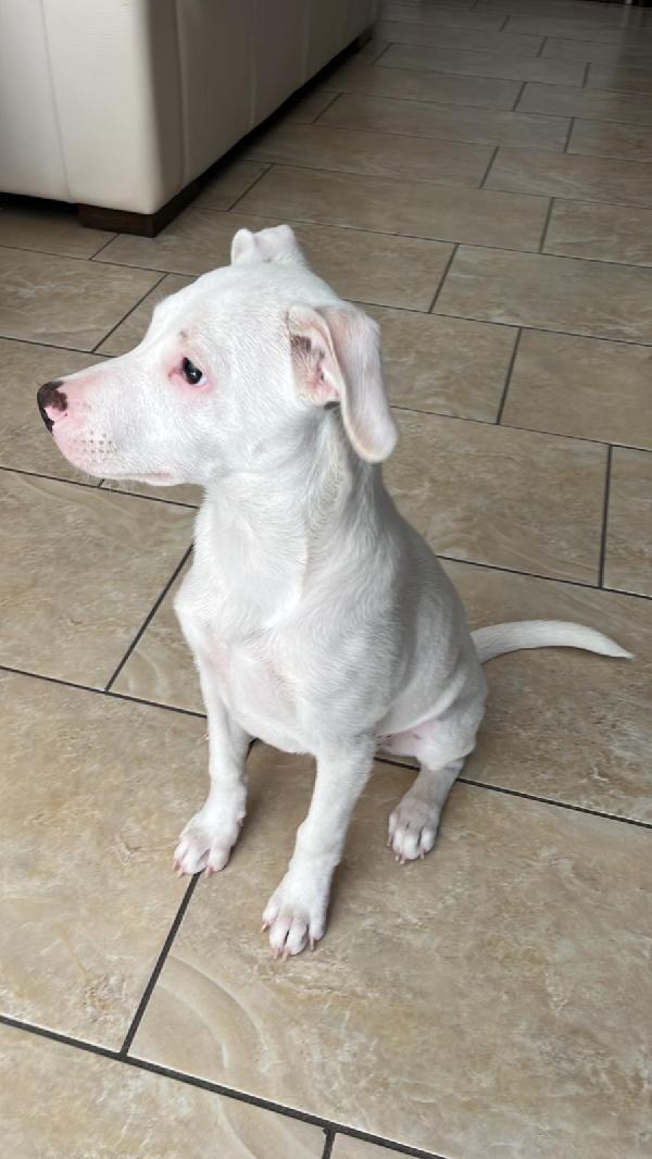 Lucky  cucciolo simil pitbull!  Foto 4