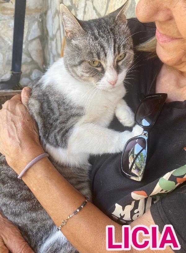 Licia, Tenera Micia In Adozione!