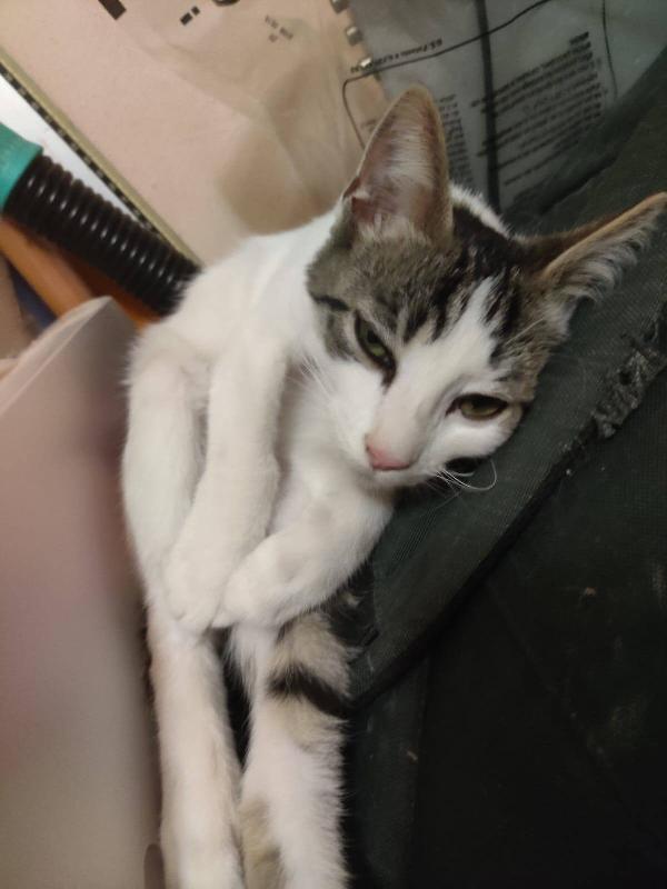 PACO, dolce micino in adozione! Foto 5