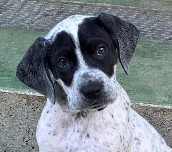 Zorro Cerca Famiglia. Info Monica 3890238584