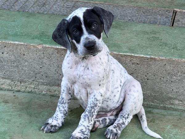 Zorro Cerca Famiglia. Info Monica 3890238584 Foto 2