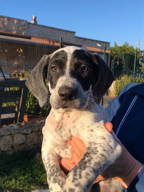 Zorro Cerca Famiglia. Info Monica 3890238584 Foto 3