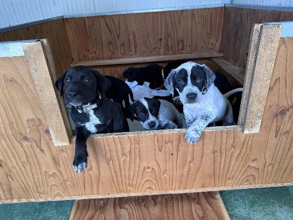 Zorro Cerca Famiglia. Info Monica 3890238584 Foto 4