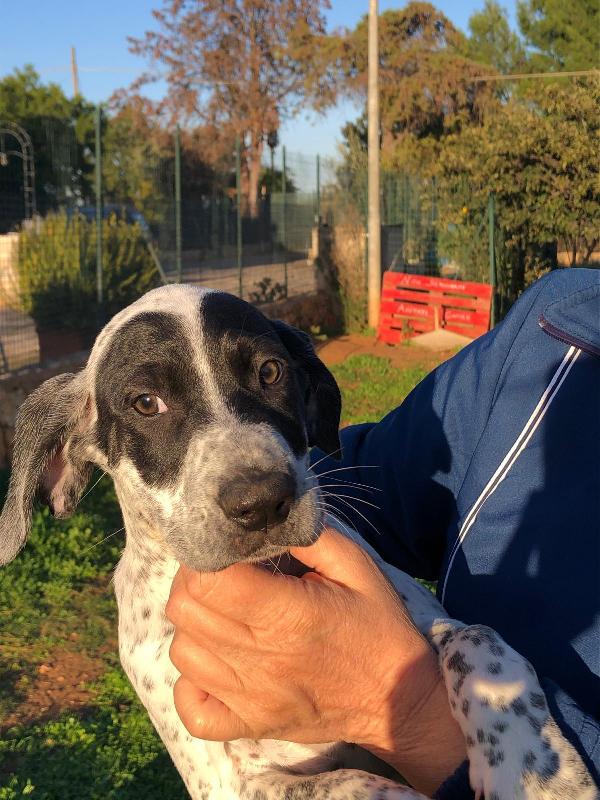 Zorro Cerca Famiglia. Info Monica 3890238584 Foto 6