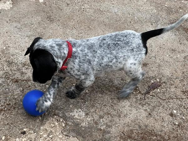 Zorro Cerca Famiglia. Info Monica 3890238584 Foto 7