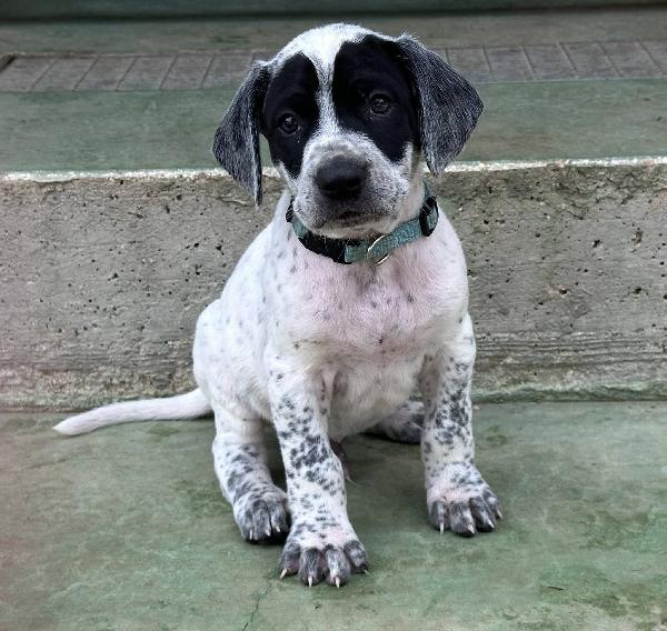 Zorro Cerca Famiglia. Info Monica 3890238584 Foto 8