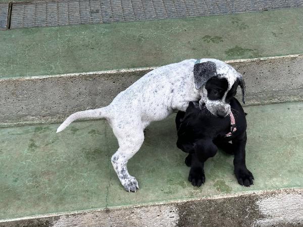 Zorro Cerca Famiglia. Info Monica 3890238584 Foto 9