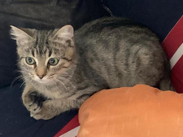 Una casa per Loki  Foto 2